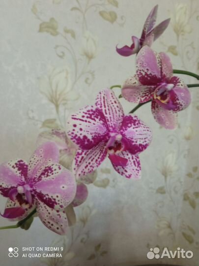 Орхидея фаленопсис Фронтера