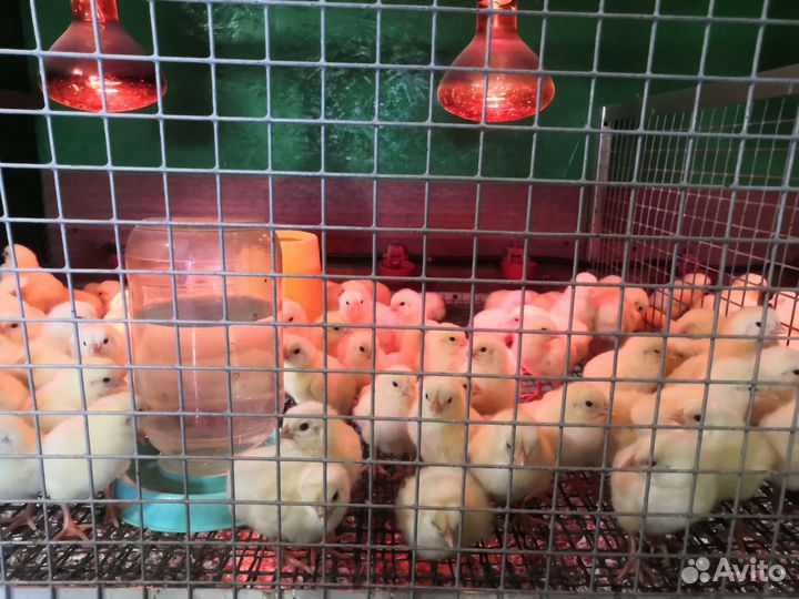 Цыплята бройлеры, утята бройлеры, цыплята несушек
