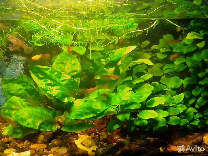 Аквариумные растения