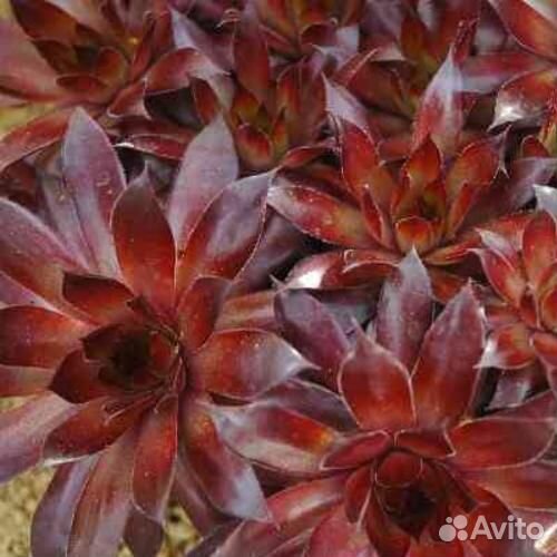 Молодило кровельное Bronco Саженцы, Рассада