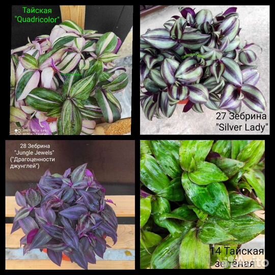 Традесканции наличие августо 2023