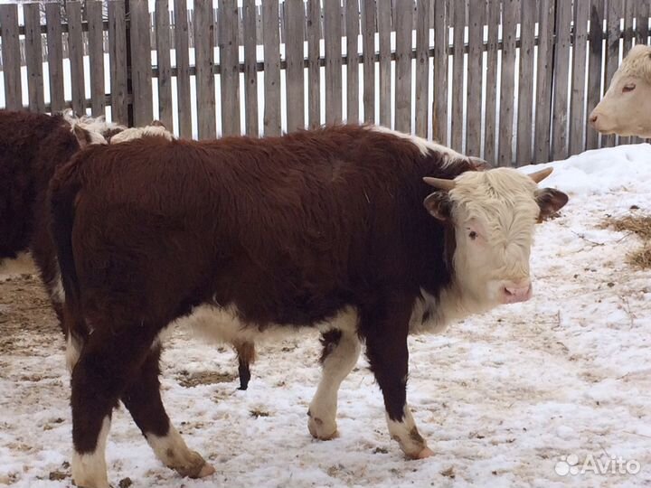 Продажа крс чистопородные Герефорды : телки, нетел