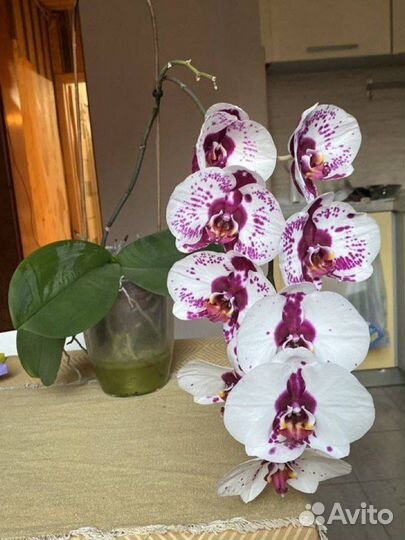 Орхидея