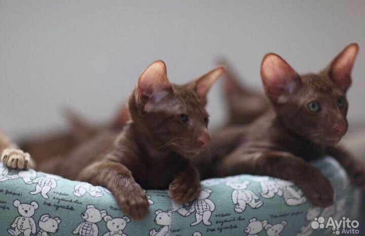 Циннамончики