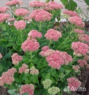 Очиток видный