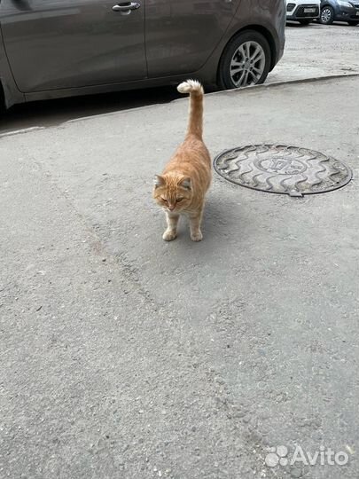 Рыжая кошка ищет дом