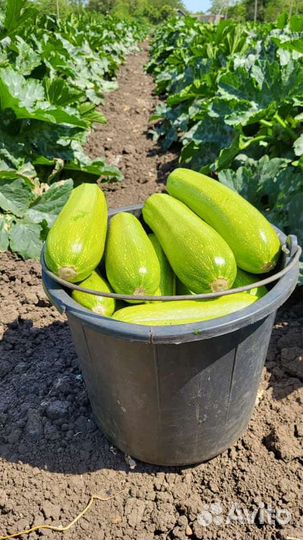 Семена кабачка Даша F1 1000с