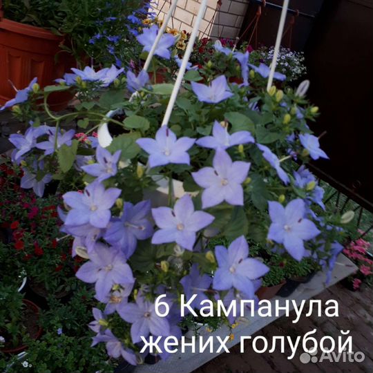 Кампанула жених невеста