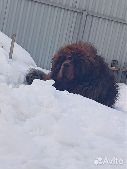 Вязка собак