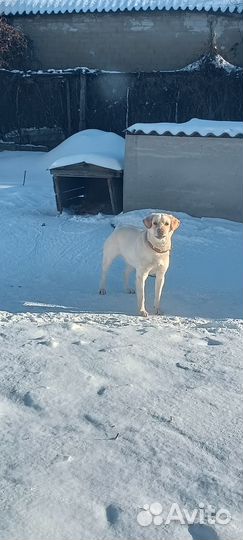 Вязка лабрадор