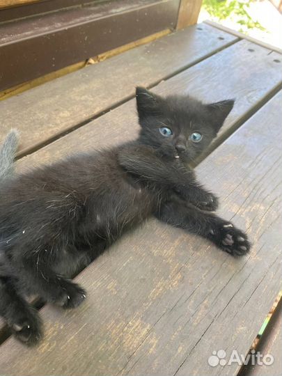 Котята бесплатно