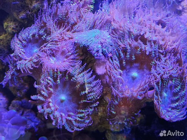 Cветильник для морского аквариума AIR pro 2G+