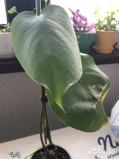 Комнатные растения цветы