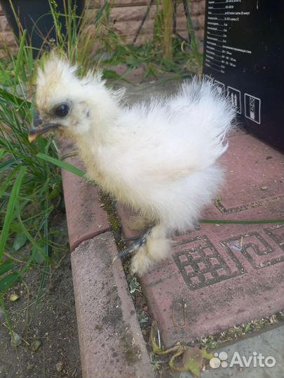 Куры несушки