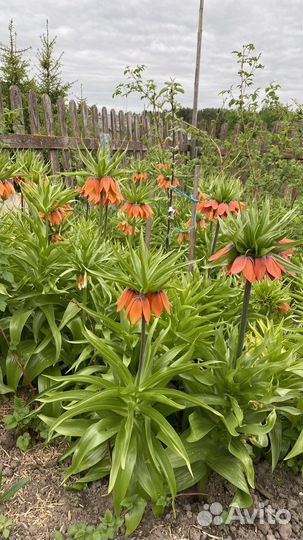 Рябчик императорский