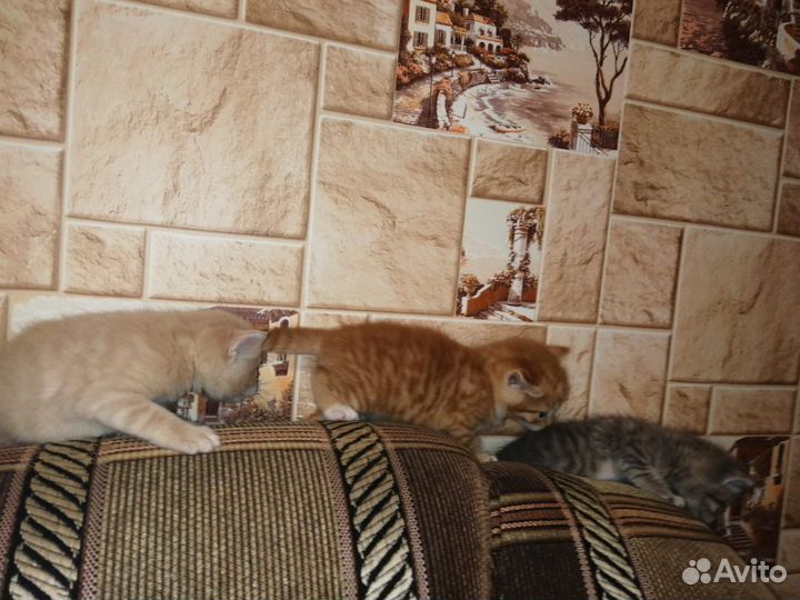 Котята