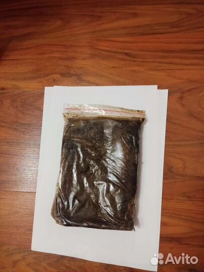 Артемия замороженная