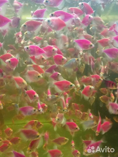 Аквариумные растения и рыбки