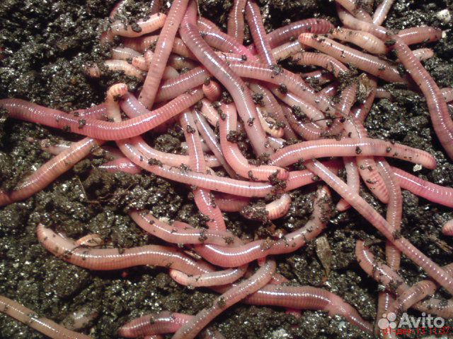 Дендробена венета - черви для рыбалки. Коконы