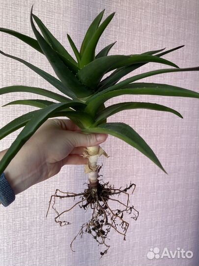 Алоэ хавортия микс