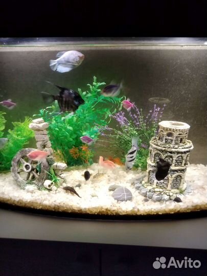 Аквариум