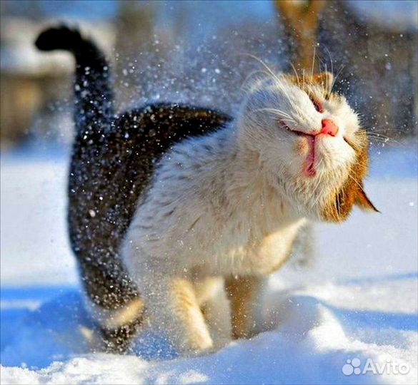 Стрижка кошек