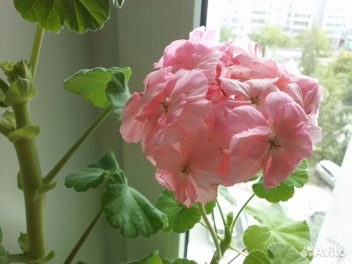 Отростки Махровой Герани лососевого цвета