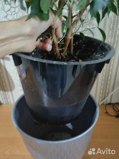 Фикус Бенджамина большой 5 лет