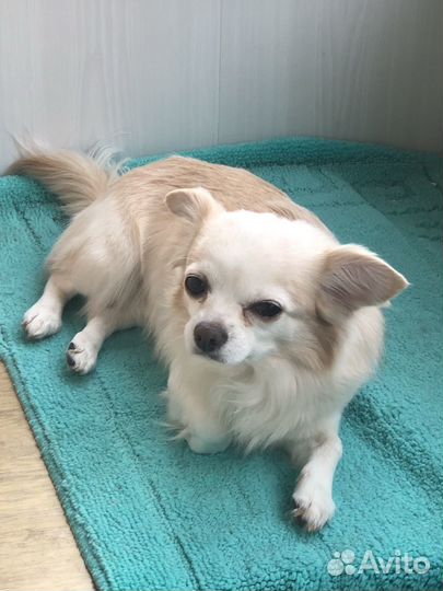 Вязка чихуахуа длинношерстный мальчик