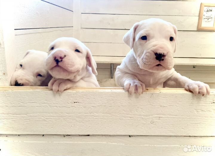 Щенки Аргентинского дога