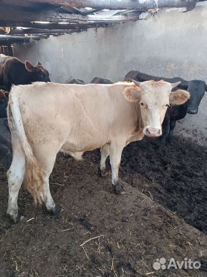 Бычки на откорм