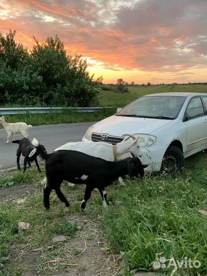 Продам козла