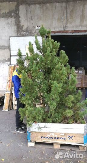 Саженцы кедра от производителя экстра класс