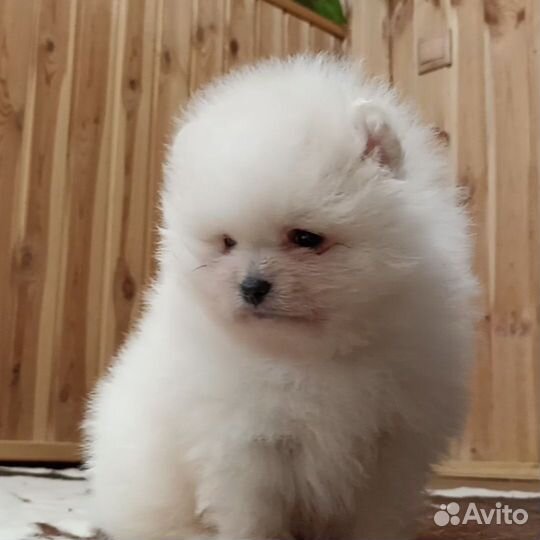 Щенки