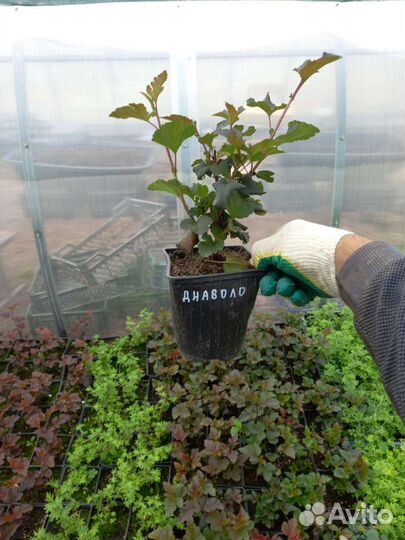 Пузыреплодник калинолистный