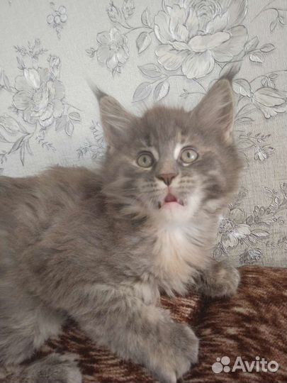 Котята мейн-кун