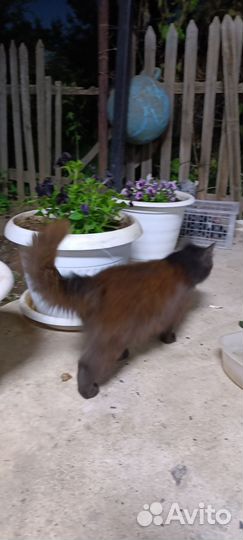 Черный пушистый кот в добрые руки