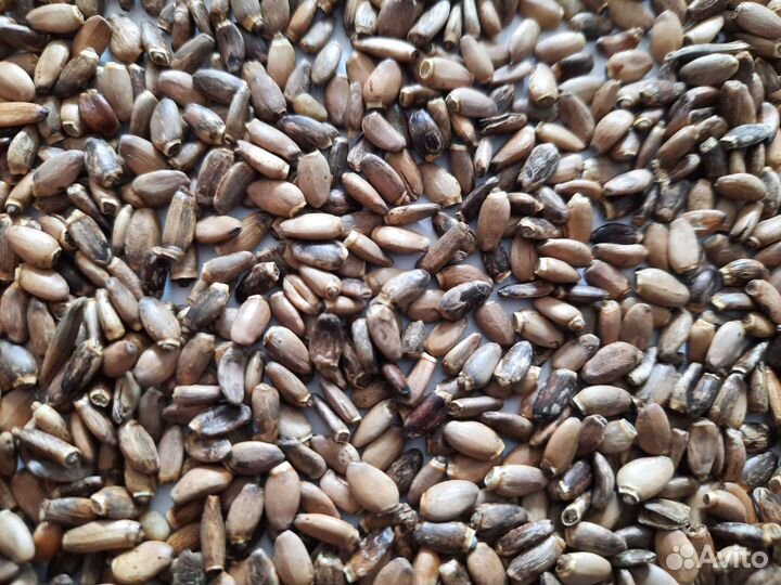 Расторопша Семена расторопши