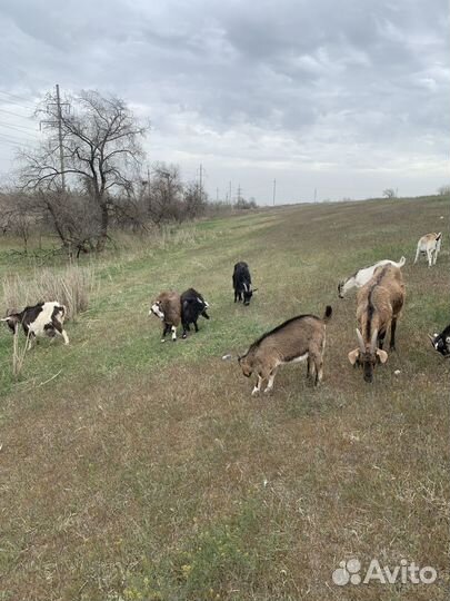 Козы ламанча первокотки и молодые