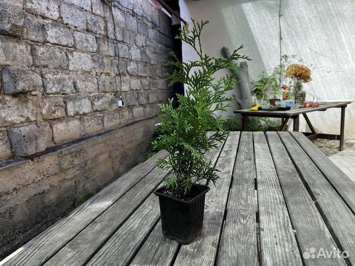 Туя Смарагд