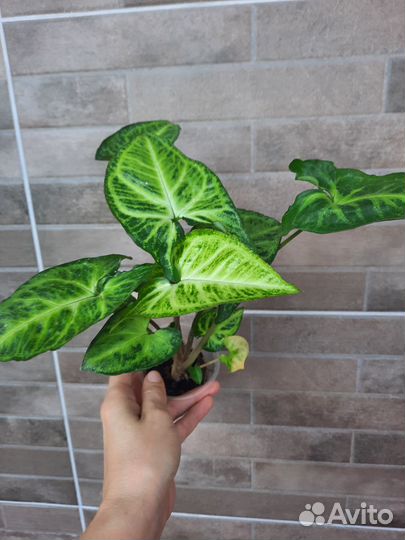 Комнатные цветы