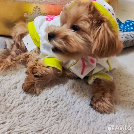 Одежда для собак