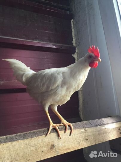 Молодые петушки Леггорн