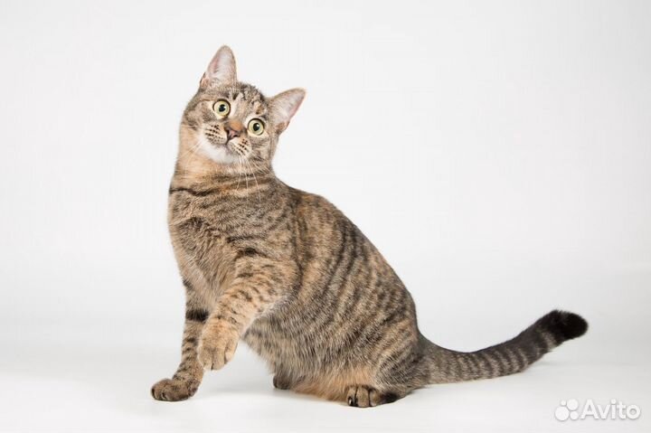 Молоденькая кошечка Стеффи