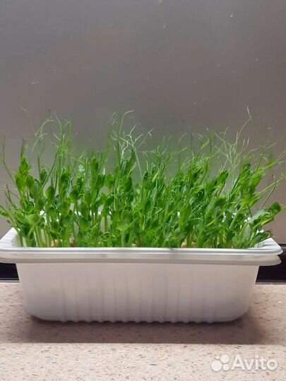 Микрозелень