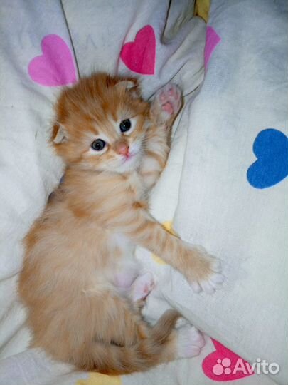 Миленькая девочка ищет дом