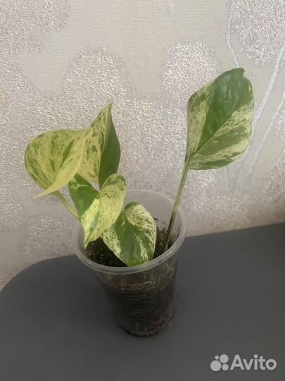 Хойи, Фуксия, Сциндапсусы