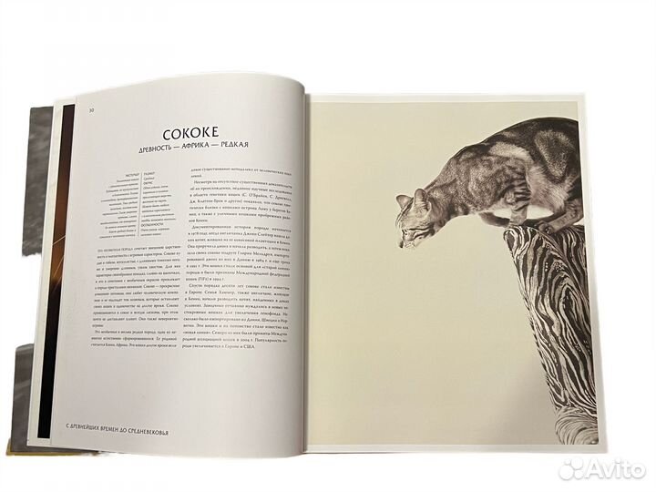 Кошки Иллюстрированная энциклопедия Пикерел Тамсин