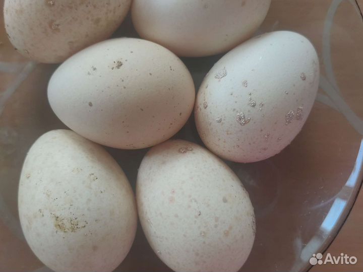 Инкубационное яйцо бройлера и несушек