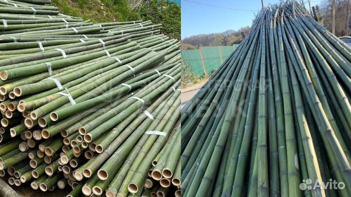 Бамбук, ствол бамбука